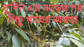 লিচু গাছের অবস্থা