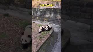 就喜欢看馆长和渝可渝爱这种遛猪的活动 #panda #pandafushun #cute #adorablepanda #animals #大熊猫 #cutepanda #pandahehua