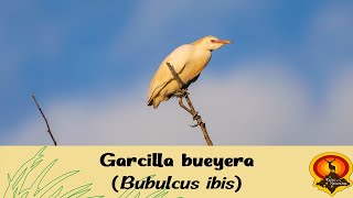 Garcilla bueyera (Bubulcus ibis) | De rutas por la naturaleza