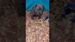 American bully CRK\u0026PBK  #americanbully#pocket Bully#micro, bully#bullyworldwide#trimerle#exoticon