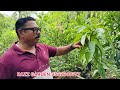 മാവിന്റെ വളർച്ച നിന്നുപോയോ mango tree growing tips