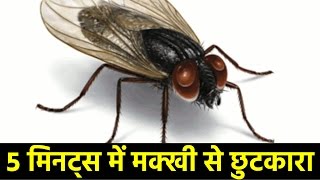 15 टिप्स मक्खियों से छुटकारा पाने के लिए | How To Get Rid Of House Flies