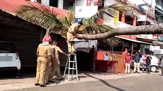 കണ്ണൂർ മക്കാനിക്കു സമീപം റോഡിനു കുറുകെ വീണ തെങ്ങ് ഫയർ ഫോഴ്സ് മുറിച്ചു മാറ്റുന്നു