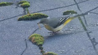 Grey Wagtail eating and singing