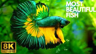 Beautiful Coral Reef Fish, Relaxing Ocean Fish, & Stunning Aquarium Relax Music #aquarium