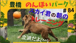 のんほいパークの　ライオン【スカイ君はボール🥎で朝の特訓】2023.7.15