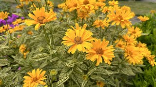 Heliopsis 'Sunstruck' (false sunflower) - FarmerGracy.co.uk