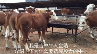 肉牛养殖为什么要选屁股大的牛?