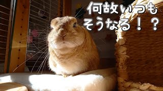 風呂上がりの飼い主を見ると必ずやるおかしなクセ・・・の巻　【うさぎカフェ ぽっぷ Pop】