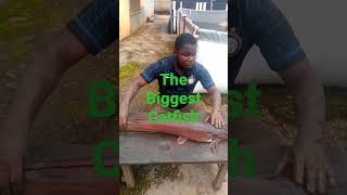 THE BIGGEST CATFISH IN NIGERIA. TABLE SIZE CATFISH WEIGHTS 5.5KG