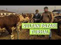 TOKAT TURHAL HAYVAN PAZARI CAP CANLI SİZLER İLE