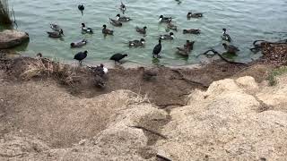 平荘湖のカモたちとカラス