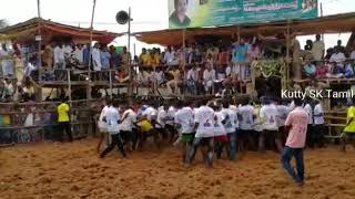 Koomapatti jallikattu