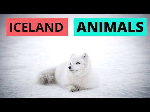 What animals are found in Iceland?