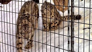 帰ろうとしないユキヒョウの子供「フク」その5（終）Snow Leopard Mother \u0026 Child