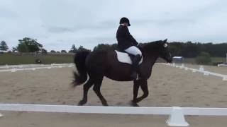 2016-09-24 - Chase Dressage Schooling Show - Training 2