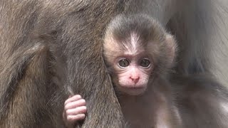 [#02] 高崎山自然動物園 アマビエ元気に成長中