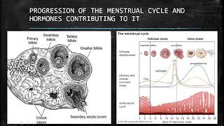 Life Sciences: Menstrual Cycle Grade 12