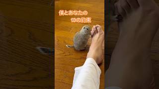 ペットを飼う上での10の約束〜part1〜 #ピー助 #リチャードソンジリス