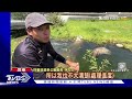 被當食物 遭水豚咬傷住院 女子控園區處理.關心太消極｜tvbs新聞 @tvbsnews02