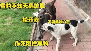 皮特出笼就挑衅黑豹，雪豹却作死阻拦，猛犬大战一触即发！