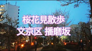 【桜】黄昏時花見散歩－播磨坂【文京区】