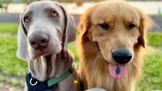 愛犬と夕陽を眺める。ゴールデンレトリバーとワイマラナーの子犬