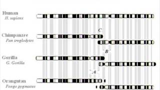Chromosome 2 in the Great Apes