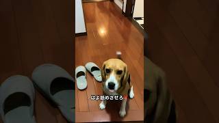 飼主の帰宅に大興奮するビーグル犬#犬#dog