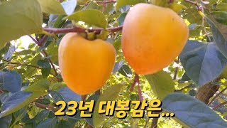 24년 대봉감도 주문받습니다. 문의010-9278-4842 깨끗한감 보내드립니다.