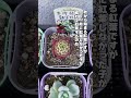 早口すぎて舌が回らないよ succulent 多肉植物 サキュレント エケベリア 多肉男子 mokimoki