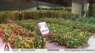 Nurseries charging more for Chinese New Year plants as business costs rise