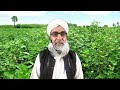 which variety of cotton is better to cultivate during 2024 crop reformer