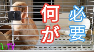 うさぎを飼う時に必要なもの