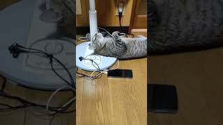 扇風機がだーいすきな猫