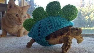 Funny tortoise/turtle compilation - funny animal videos