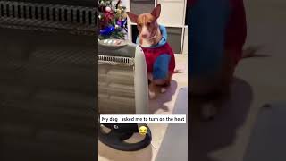 Dogs that are afraid of the cold.#dog #dogs #pet #foryou #viralvideo #funnyvideos #animals