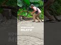 khing cobra raksasa (permainan Joey willwolf)