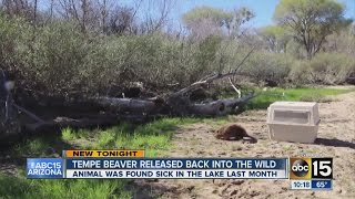 Tempe beaver released back into the wild
