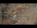 6 amazing facts of common leopards leopard