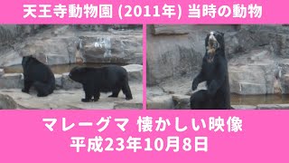 天王寺動物園 (2011年)  マレーグマ