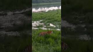 Royal Bengal Tiger, Kaziranga