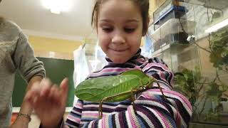 Кузнечик в руку. Giant grasshopper