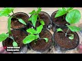 one teaspoon for seedlings after transplanting and seedlings are growing right before our eyes