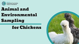 Animal and Environmental Sampling: Chickens