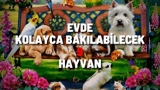 Evde Kolayca Bakılabilecek 9 Hayvan 🐾 Bakımı Kolay Ve Yaşam Temponuza Ayak Uyduracak 9 Hayvan 🐾