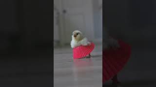 எப்படி எங்க dance?#entertainment #comedy_video #funnyvideo #shortvideo #dance #birds #like #cute