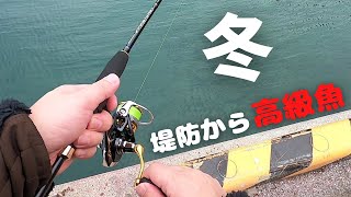 冬の堤防釣りで超絶美味な高級魚GET！【鹿児島県長島】