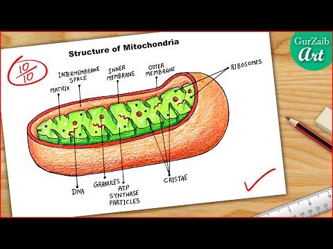 What is the Colour of mitochondria?