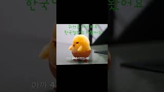 [ 구데타마 :엄마 찾아 뒹굴뒹굴] 샤키피요 한국말더빙  #shorts #샤키피요 #구데타마